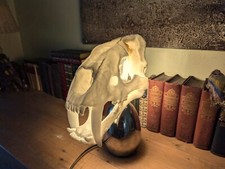Saber-Toothed Skull lamp or