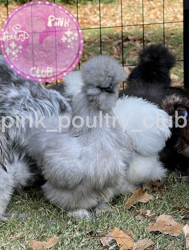 Premium silkie hatching eggs - 8,