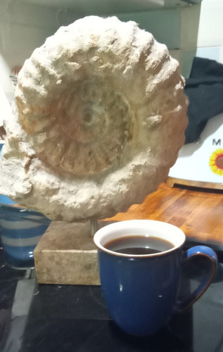 Large ammonite real dinosaur - large,