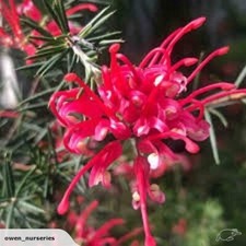 GREVILLEA OLYMPIC FLAME PLANT
