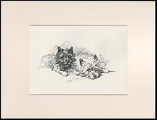 CAIRN TERRIER TWO CUTE DOGS