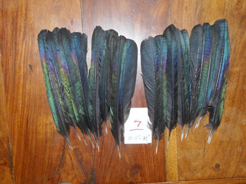 Magpie tail feathers to - 30, 5"to