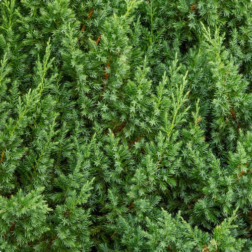 Juniperus chinensis blue alps - chinensis,