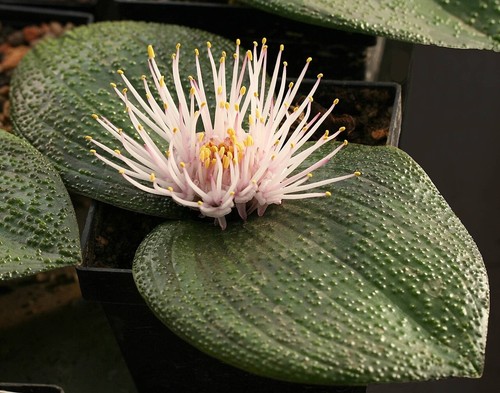 Massonia pustulata rare - massonia,