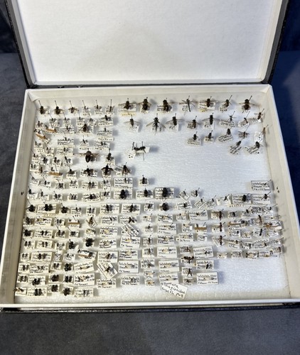 Large vintage insect display - large,