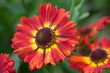 40 X HELENIUM AUTUMNALE SALSA  SEEDS SELF SEEDING  PERENNIAL (RUST/RED)