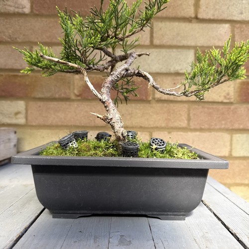Pre bonsai juniper - juniper, (mint