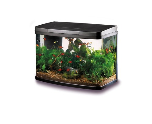 Glass fish tank aquarium - fish,