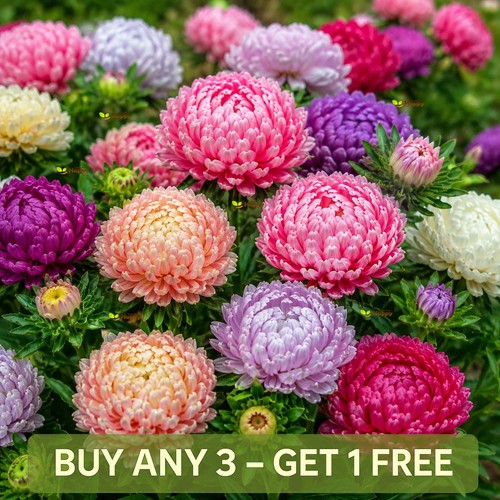 Paeony aster mix 200 seeds - aster, |