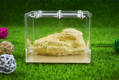Ant observation box - ant, nest