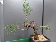 juniper  bonsai tree part