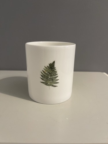 Woodland fern plant - woodland,