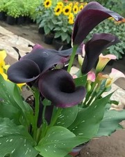 Calla lily Holland Imported