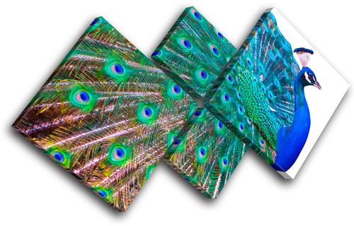 Peacock feathers animals multi - peacock,