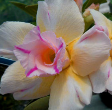 20 x Adenium Obesum,  Double
