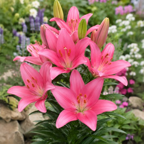 Lilium asiatic pink bulbs - lilium,