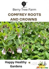 COMFREY PLANTS x 30 - Crown &