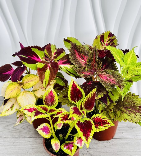 Coleus large plug plants - x,