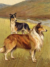 ROUGH AND SMOOTH COLLIE DOGS