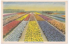 Vintage Dutch Postcard Groeten