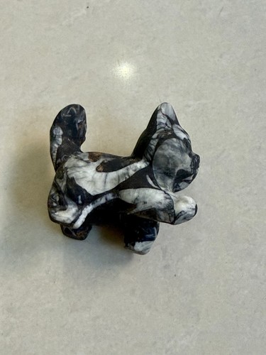 Orthoceras shell fossil - shell,