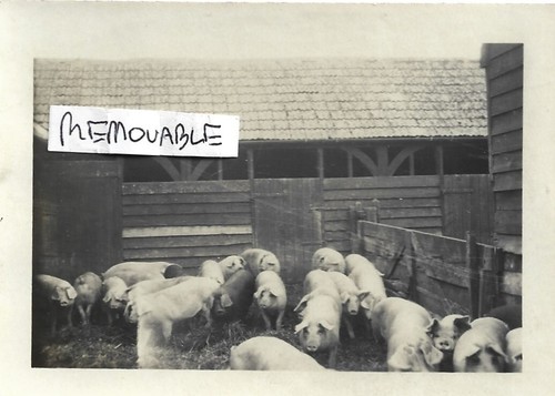 Vintage old farming photograph - vintage,