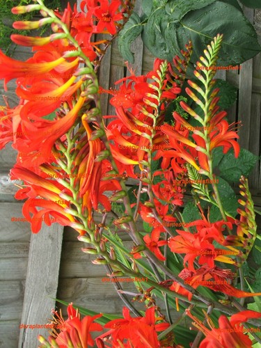 Giant red crocosmia huge - 2,