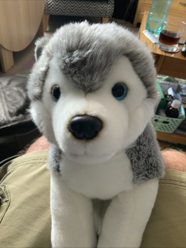 Lapland husky dog - lapland, uk