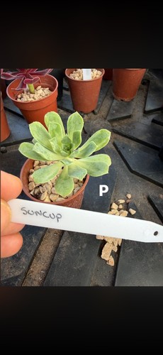Aeonium all each in - all, 6