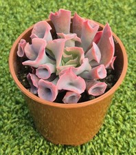 Echeveria 'Trumpet Pinky' -