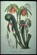 394064 Darlingtonia Californica A4 Photo Print