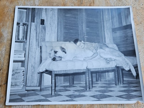 Vintage lassie collie dog tv - vintage,