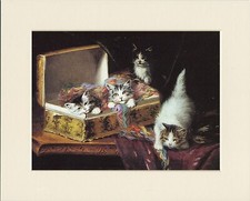 CAT KITTEN PRINT BEAUTIFUL