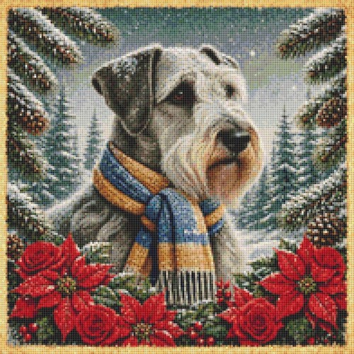 Cesky terrier winter - cesky, in