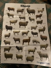 THE GUARDIAN Sheep A1