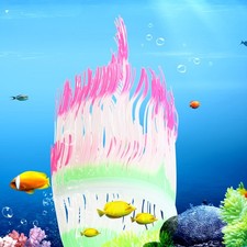 Aquarium Coral Sea Anemone