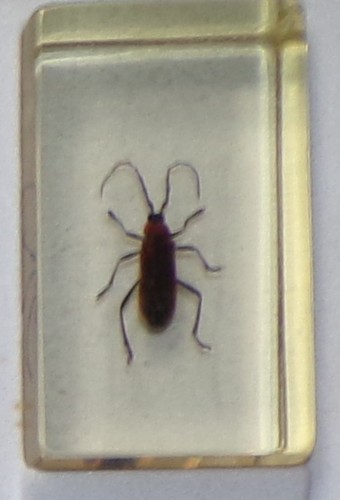 Preserved real insect resin - real,