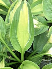 Hosta Gypsy Rose Plantain Lily