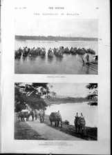 Old Print Elephant Malaya