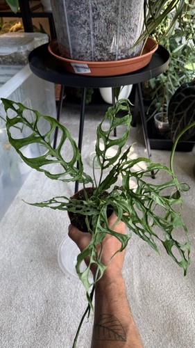 Monstera obliqua peru whole - monstera,