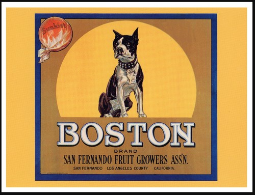 Boston terrier dog - terrier,