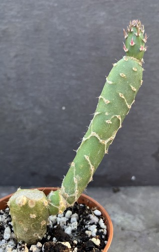 Opuntia cobra cactus zebrina - cactus,