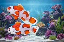 2-Pack Orange Storm Ocellaris