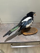 A magpie (pica pica) mounted  on a wooden base.