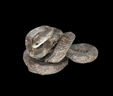 Taxidermy Adult Corn Snake