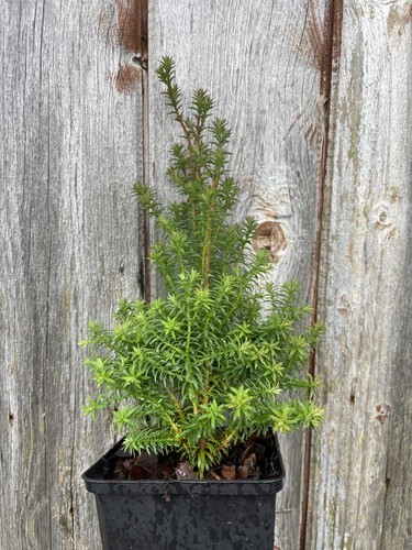 Southern white cedar rubicon - southern,