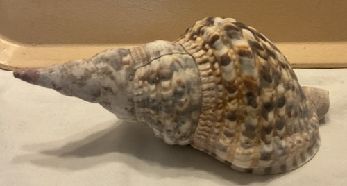 Charonia tritonis large - tritonis, 8"