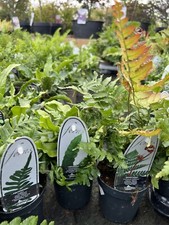 3 x Mixed Hardy Evergreen