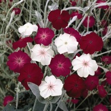 Thompson & Morgan Lychnis Coronaria Dancing Ladies Garden Plant 1 Pack 60 Seeds