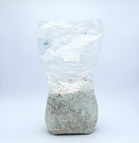 Blue oyster mushroom - blue, grain